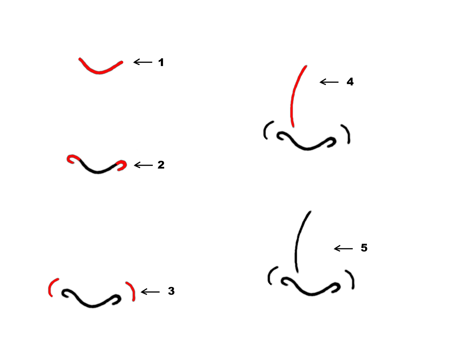 cartoon nose; how to draw a cartoon nose